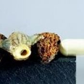 Morels a la Crème Pipette