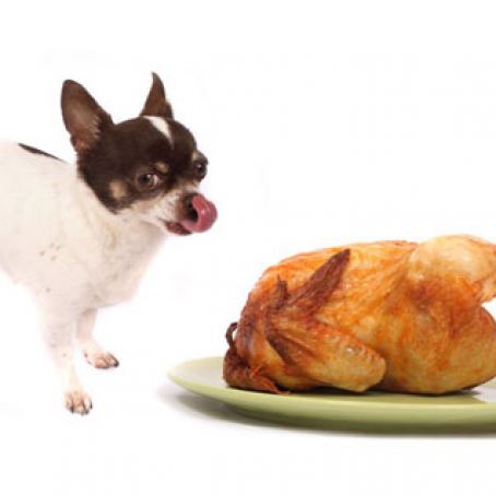 DOG - Turkey Pie