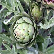 ARTICHOKES, FRESH FAVAS & POTATOES
