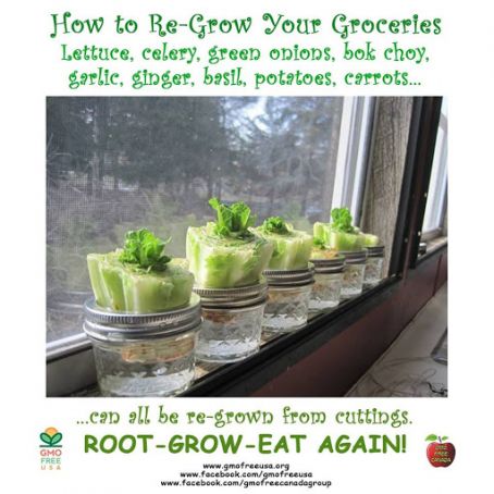 Re-growing veggies