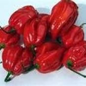 Habanero Lime Cheesecake