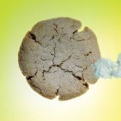 TRIPLE GINGER COOKIES