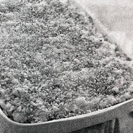 Potato-Mashed Potato Gratin