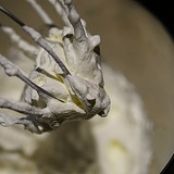 Flavored Whipped Cream Recipes