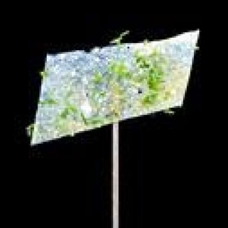 Lemonade and Lime Lollipop