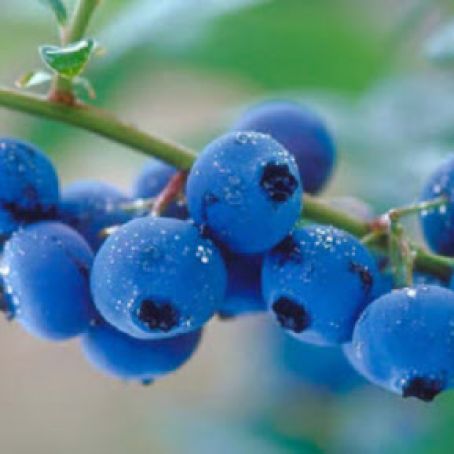 Melt-in-Your-Mouth Blueberry Cake