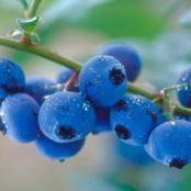Melt-in-Your-Mouth Blueberry Cake