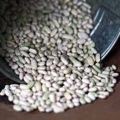 French Flageolet Beans