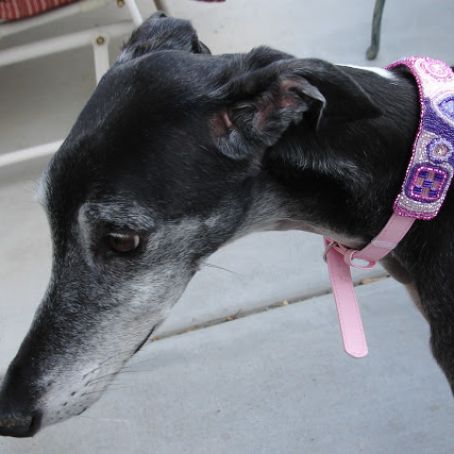 Peanut Butter Carrot Doggy Cake