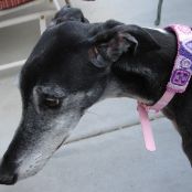 Peanut Butter Carrot Doggy Cake