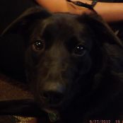 Sweet and Sour Chicken