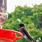 Hummingbird food