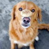 BARKILICIOUS BISCUITS