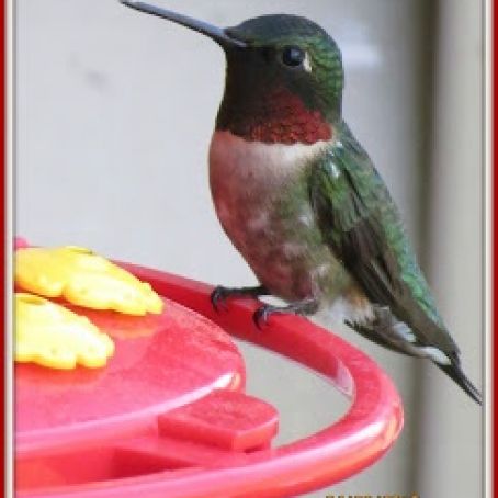 Hummingbird Nectar