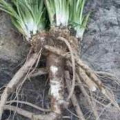 horseradish