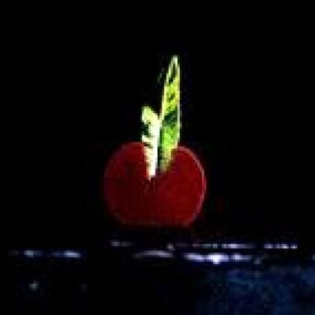 Dark Chocolate and Lemon Verbena Leaf