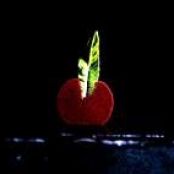 Dark Chocolate and Lemon Verbena Leaf