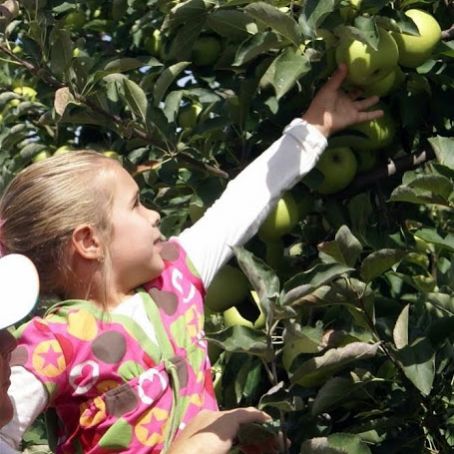APPLE CAKE WITH STRUSEL TOP