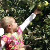 APPLE CAKE WITH STRUSEL TOP