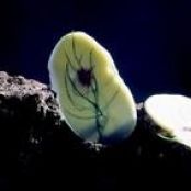 White Chocolate and Fennel Leaf