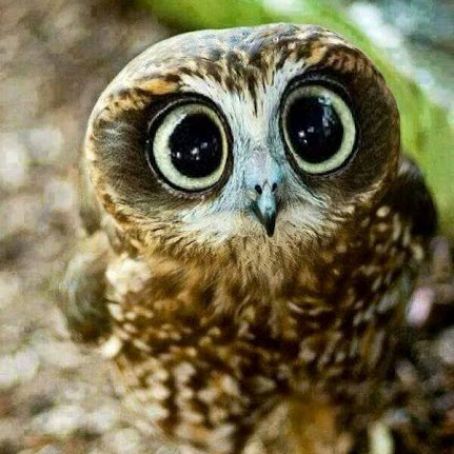 Savory and Sweet Flavored Butter