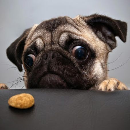 Beef and Vegetable Balls for Dogs