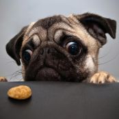 Beef and Vegetable Balls for Dogs