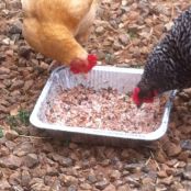 Chicken Flock Porridge