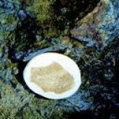 White Chocolate with Mock Tartufo