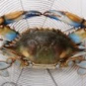 Md. Steamed Blue Crabs