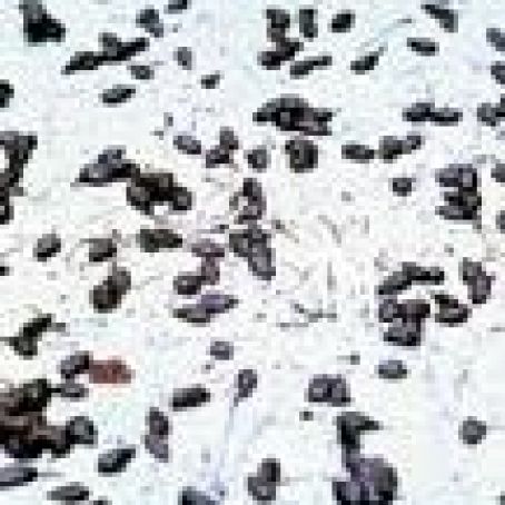 Sunflower Seeds with Chocolate