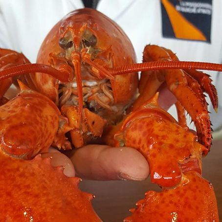 Butter Poached Lobster