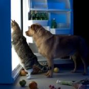 HOMEMADE CAT TREATS (Kitty Krunchers)