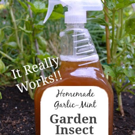 Homemade Garlic-Mint Garden Insect Spray {that really works!!}