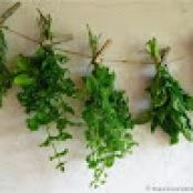 Drying Herbs