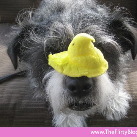 Marshmallow Peeps for Dogs