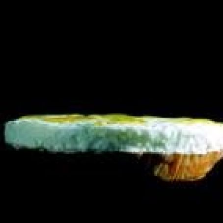 Parmesan and Tomato Foam Tart