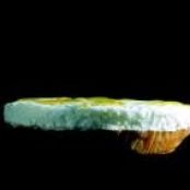 Parmesan and Tomato Foam Tart