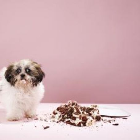 Dog Treat Cake With No Flour