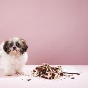 Dog Treat Cake With No Flour