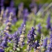 Aromatherapy Cleanser