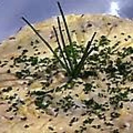 Kicked Up Bacon Cheese Mashed Potatoes