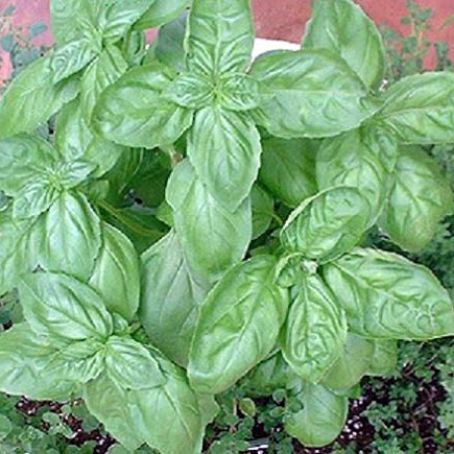 Herbs Used in Cooking   Arugula through Basil