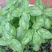 Herbs Used in Cooking   Arugula through Basil