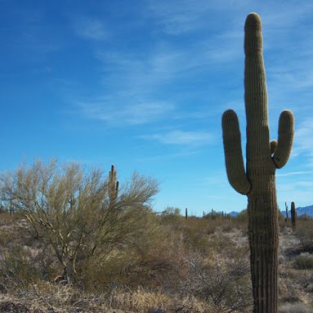 MEXICAN STREET CORN ON THE COB