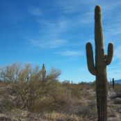 MEXICAN STREET CORN ON THE COB