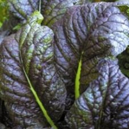 Pesto Spicy Red Mustard Green