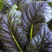 Pesto Spicy Red Mustard Green