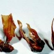 Peanut Pistachulines with Chocolate Caramel and Curry