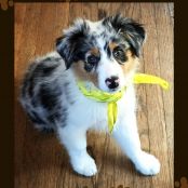 Pumpkin Cake for Dogs